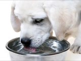 Picie Wody Przez Psa (10 minut picia wody przez psa)
