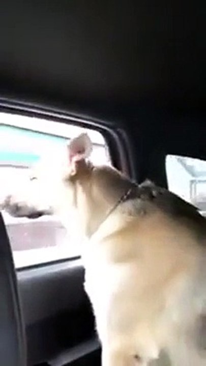 Dog sings along to Animals