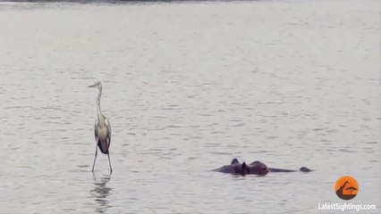 Hippo-Surfing Heron Appears to Walk on Water