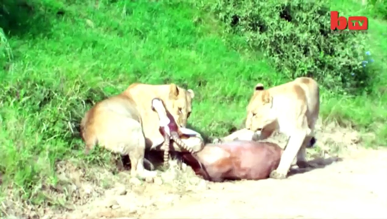 Leaping Lion Catches Antelope In Mid-Air Attack