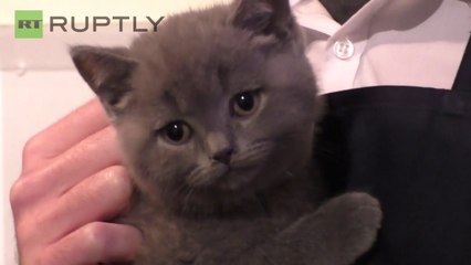Em vez de dinheiro, Café londrino troca pagamento por carinho em gatos!