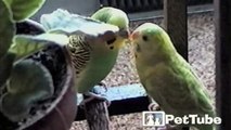 Love Birds Go Beak to Beak