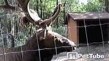 Elk Speaks Up