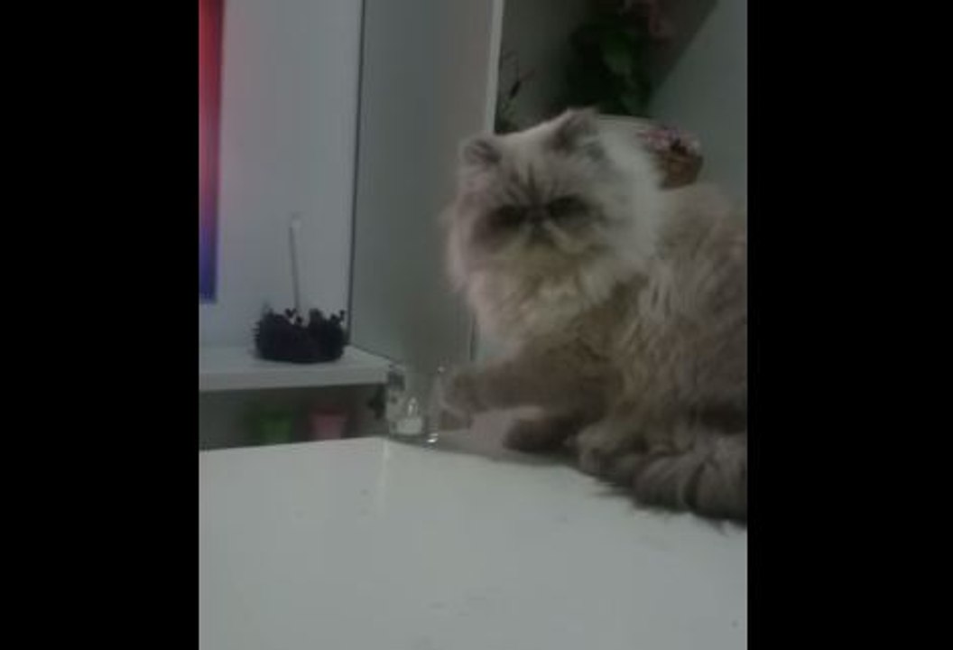 Este gato se entretiene lanzando objetos de una mesa