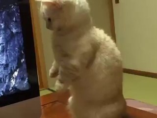 This munchkin cat is so cute