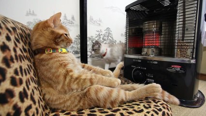 Un chat bien au chaud en hiver