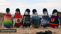 Australia's Oldest Man Knitted Tiny Sweaters For Penguins
