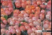 هولندا: الاحتفال بعيد الحب