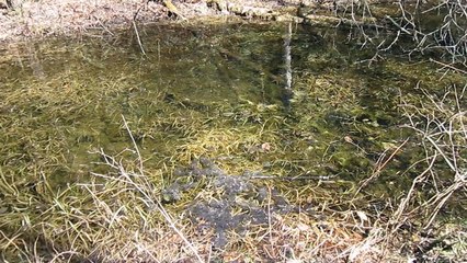 Wood frogs in vernal (ephemeral) pool