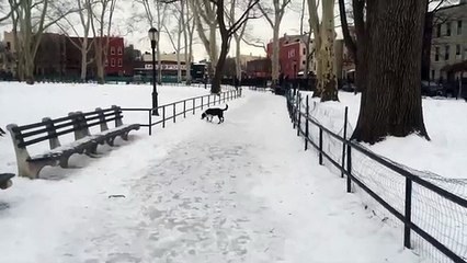 YouTube: Se burla de su perro por resbalarse y el karma le da una lección