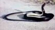 Unseen Golden Snake - a Very Very Rare Video Of Snake Dance - YouTube