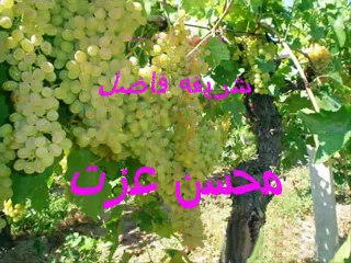 ورق العنب - شريفه فاضل