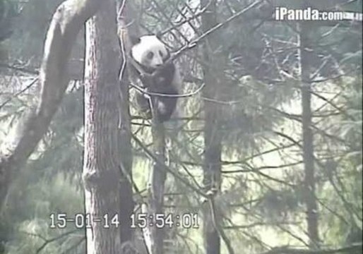 Cute Giant Pandas Relax on Trees in the Wilderness