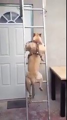 Climbing The Stair Of Success   How Does He Come Down