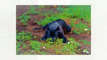 Cane Corso Puppies