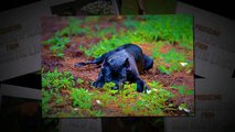 Cane Corso Puppies For Sale