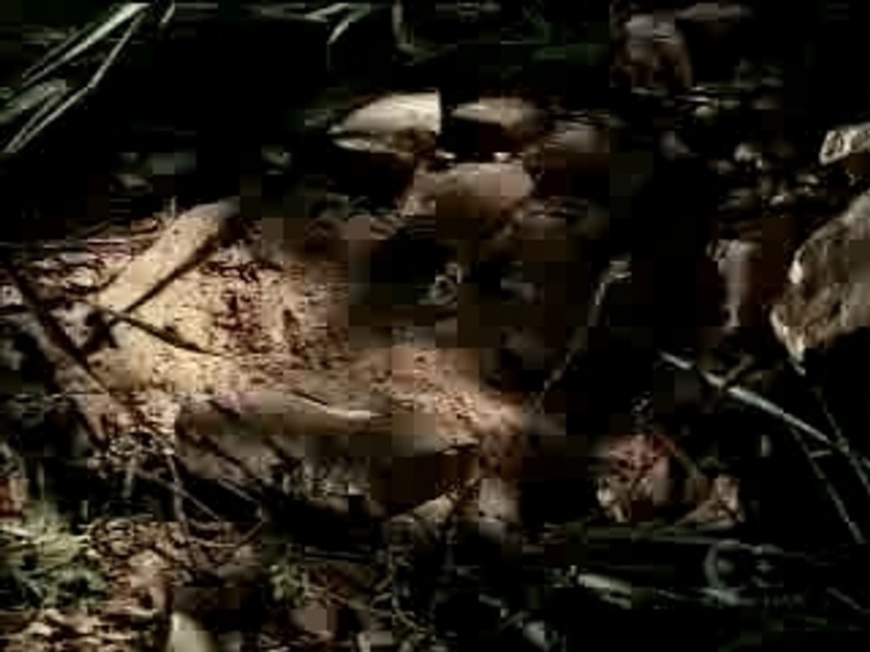 MondoGrossofeatBird　Life