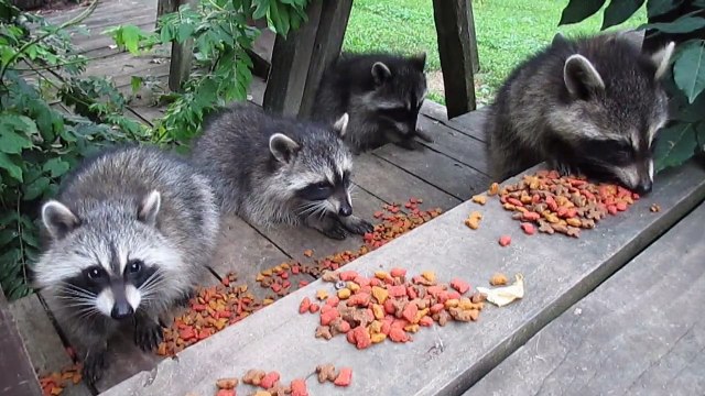 Five baby raccoons enjoy an afternoon snack