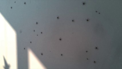 Un appartement infesté d'araignées ,arachnophobe s'abstenir
