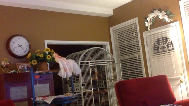 Funny Cockatoo Mimicking A Couple Arguing... Hilarious!!