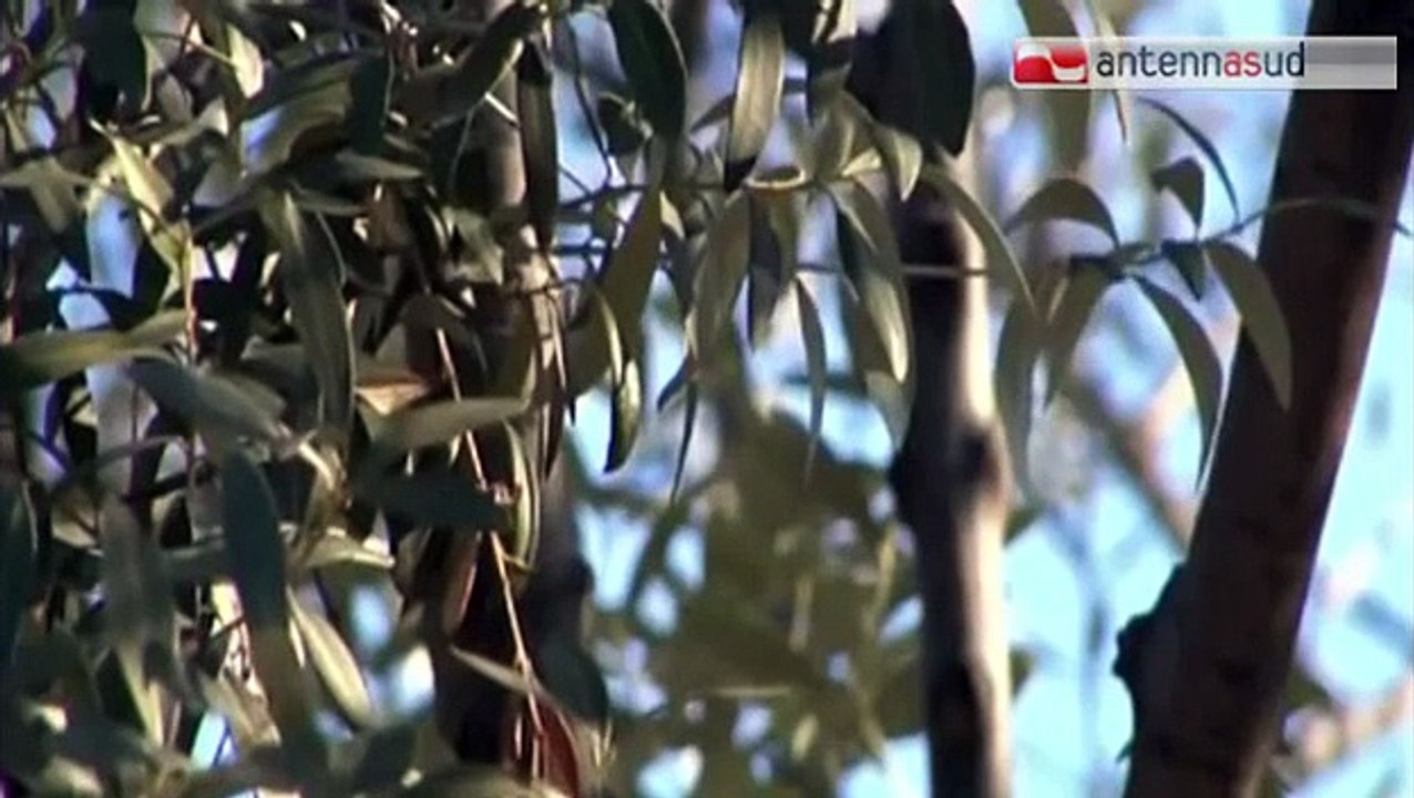 TG 11.02.15 Ricerca MPS su olio d'oliva: "Campagna 2014 peggiore degli ultimi 50 anni"