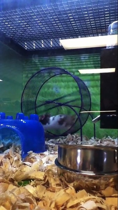 un Hamster s'amuser sur une roue