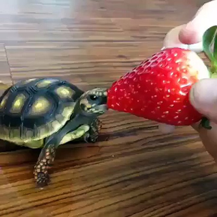 crocodile eating strawbery