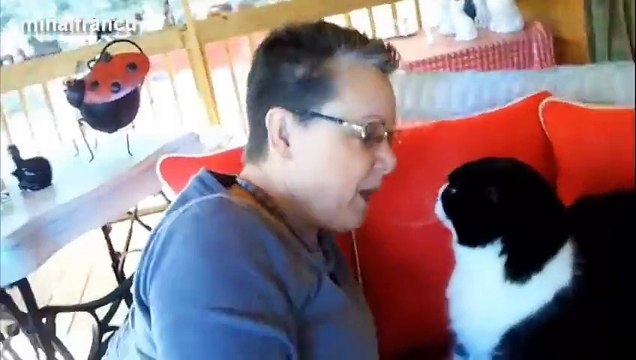 Des chats qui adorent lécher les humains