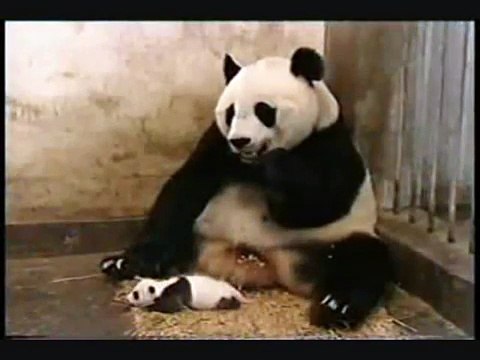 Baby Panda shocks mum - Панда ребенок напугал маму - жесть !