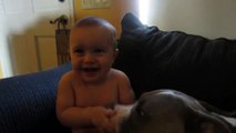 This Baby Just Can't Stop Laughing When His Pit Bull Friend Licks Him