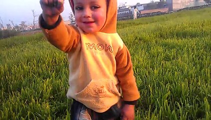 Hussan in grass field