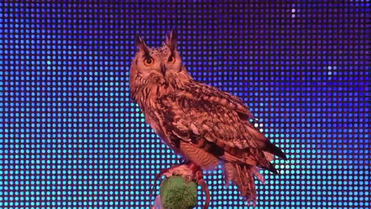 Rocky the owl is a hoot Britains Got Talent 2014 Berkley Owls