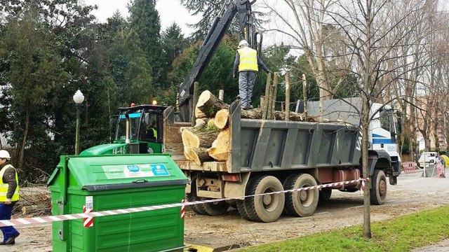 Ayuntamiento Gijón tala todos los árboles c. Jesús Revuelta a pesar quejas ecologistas y vecinos