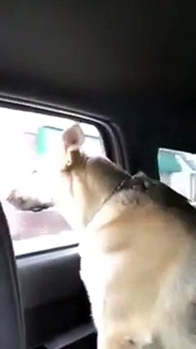 Dog sings along to "Animals" :D
