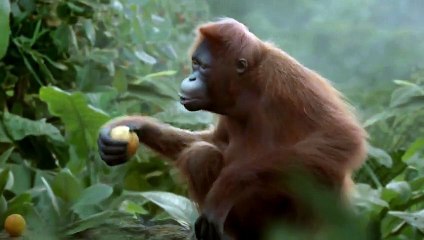 Maymun Dansı - rameez642