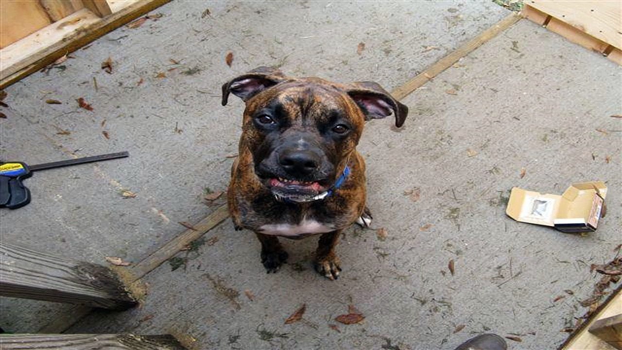 The Art Of Dog Training & Obedience School