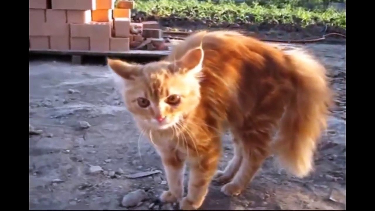 Кошки против собак - Cats vs Dogs !