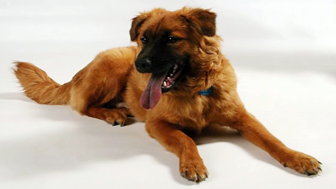Stopping Bad Dog Behavior