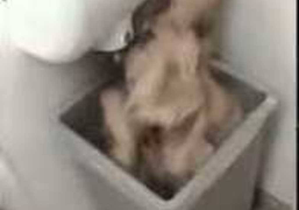 Introducing the Intriguing Trash Can Time Machine