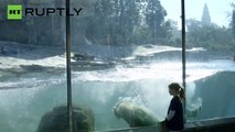 Pesquisadores americanos lutam contra a extinção dos ursos polares