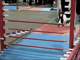 When a rabbit outsmarts you lol