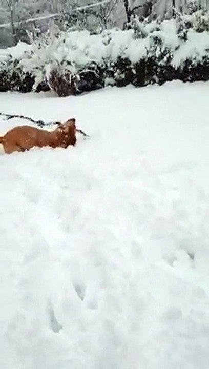 gaillac dans la neige !