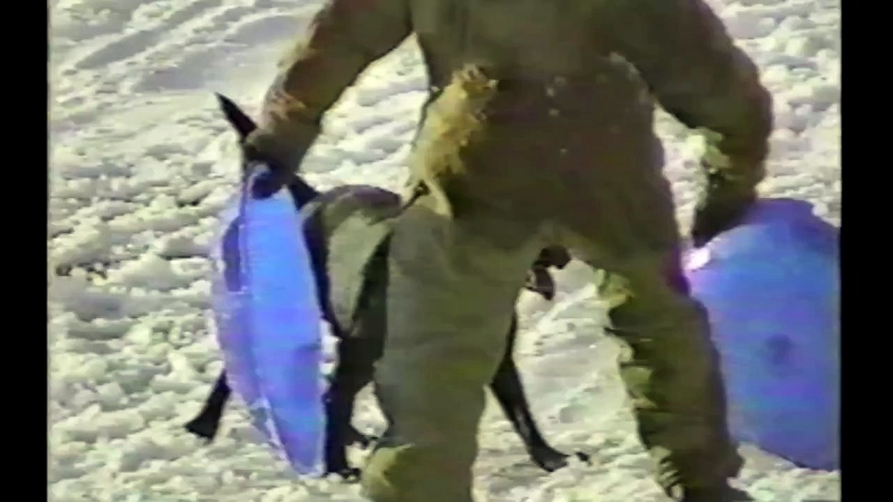 Des chiens qui font de la luge à la neige !