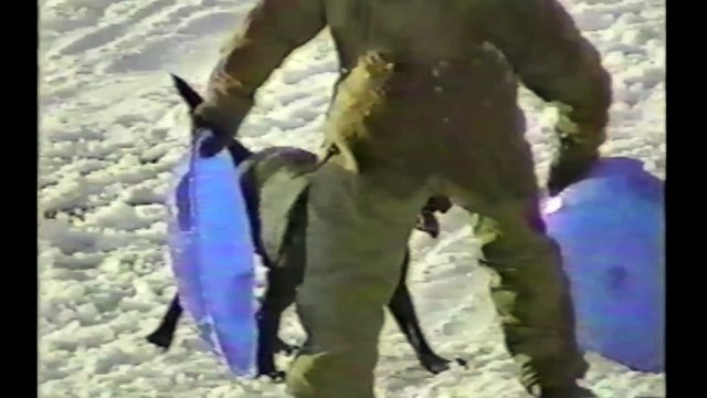 Des chiens qui font de la luge à la neige !