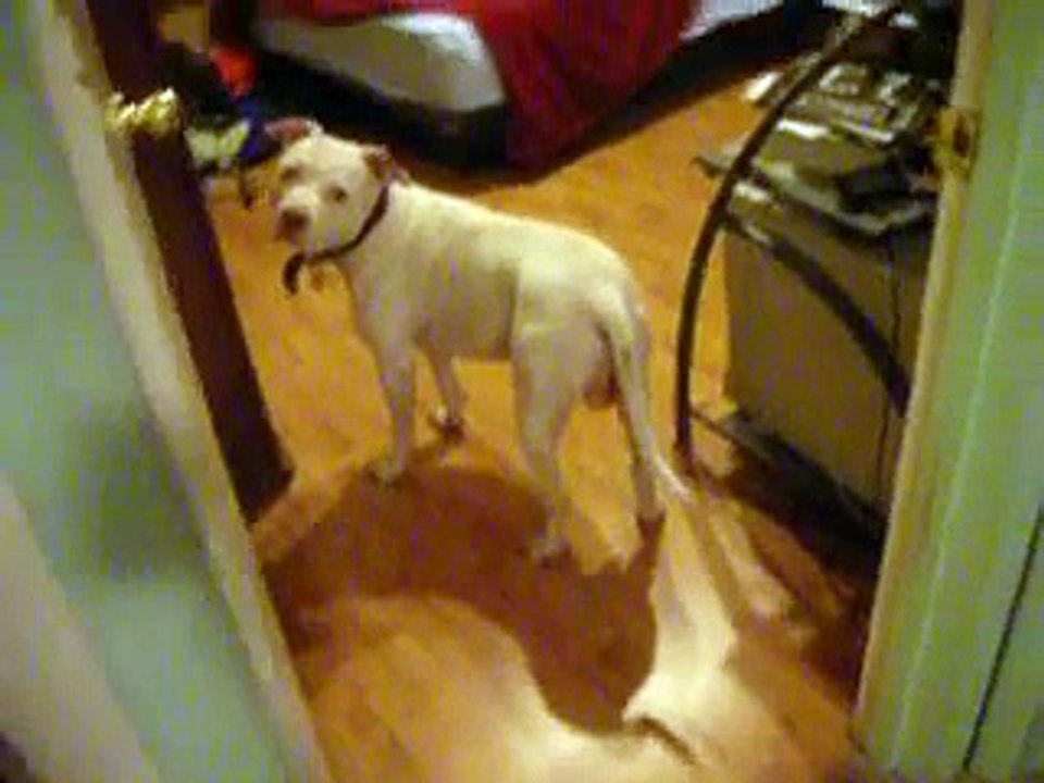 This Dog Hates Farts