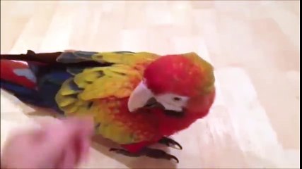 Trop cute le perroquet #Zakch