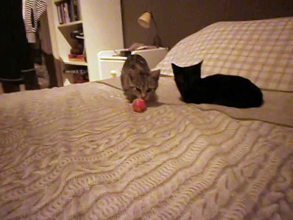 Minettes des olives n° 3 en FA 11/02/2015