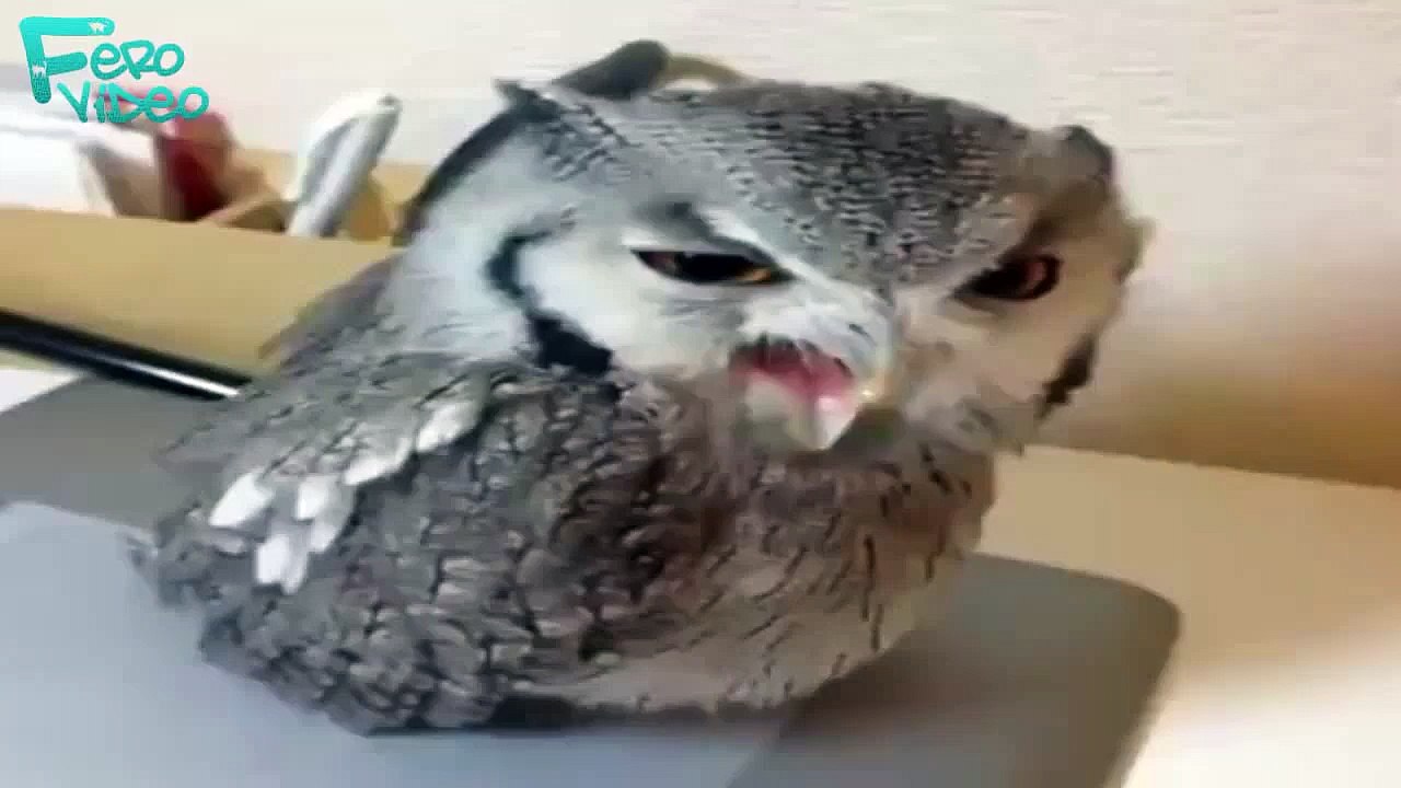 Hey [FeroVideo]