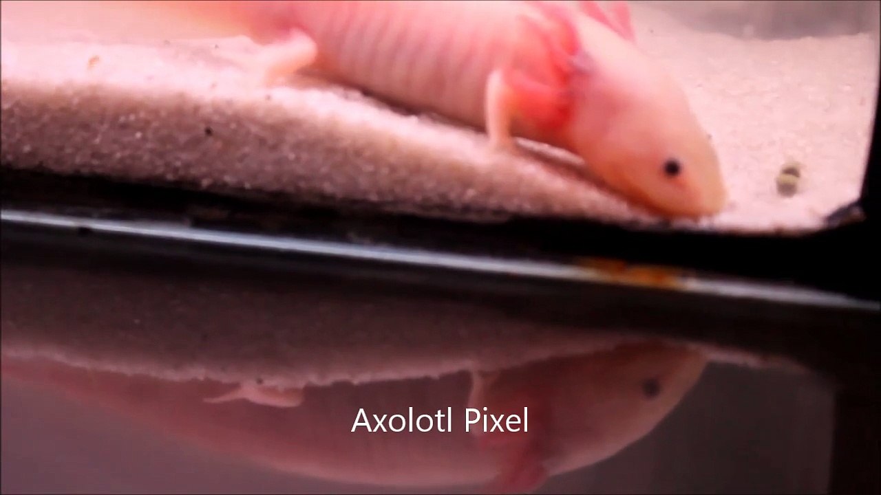 Axolotl Pixel
