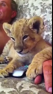 Forces left little lion - Силы покинули льва